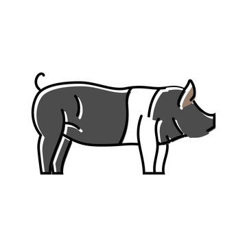 hampshire pig breed color icon vector. hampshire pig breed sign. isolated symbol illustration