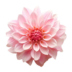 Tender pink dahlia png isolated on a white background