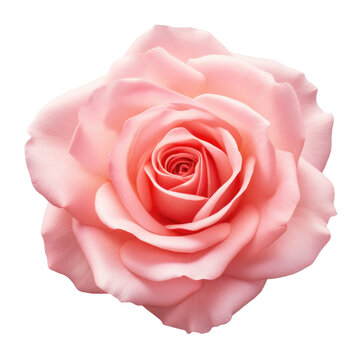 Pink rose isolated on white, png