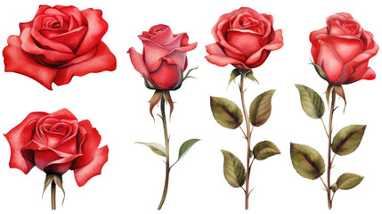 Set of roses isolated on transparent background, png