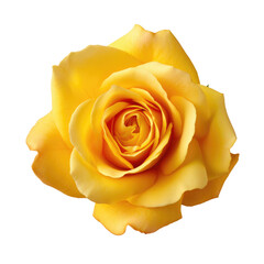 Yellow rose isolated on white, png