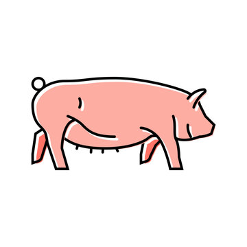 yorkshire pig breed color icon vector. yorkshire pig breed sign. isolated symbol illustration