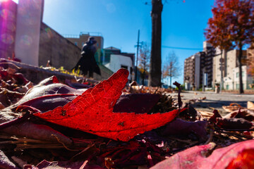 紅葉の落葉20231207-2