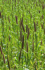 Obraz premium Pearl millet (Pennisetum glaucum) or Bajra green plant in a farm, Madhya Pradesh, India.