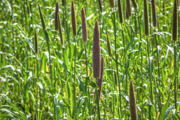 Pearl millet (Pennisetum glaucum) or Bajra green plant in a farm, Madhya Pradesh, India.