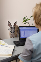 The Whippet dog stares at the vet doctor in the office. veterinary clinic