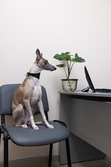 Whippet is sitting on a chair in the veterinarian's office. Emotions of a veterinary clinic.