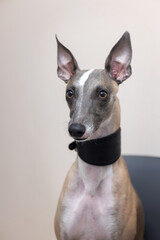 Portrait of a thoughtful Whippet dog on a gray background. Emotion of the veterinary clinic