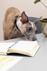 A Whippet dog sniffs the doctor's magazine lying on the table. Emotion of the veterinary clinic