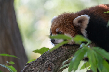 木の上でのんびり過ごすレッサーパンダ