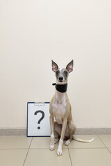 The wary gaze of a gray whippet dog in a black collar against the wall with a poster on a light background