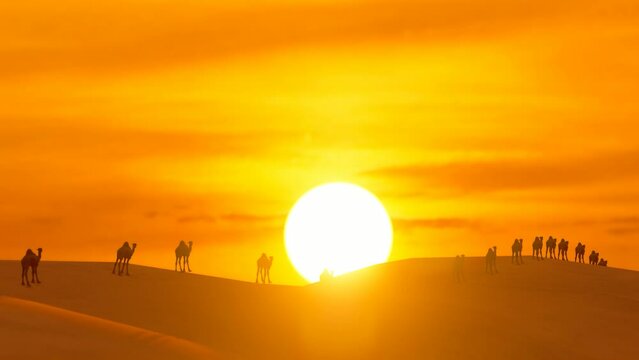 Sunrise early morning desert camel time-lapse