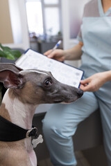 Whippet dog's head in profile close-up. Emotion of the veterinary clinic