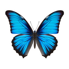 Fototapeta premium butterfly isolated on transparent background