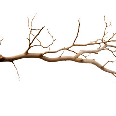 Dry tree branch isolated on transparent background