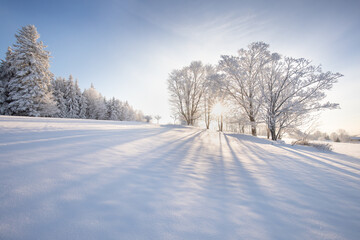 Incredible winter landscape with snowcapped trees under bright sunny light in frosty morning....