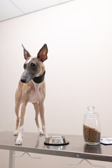 The Whippet stands with a sad look near a can of dry food. The dog refuses to eat.