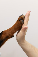 The concept of a man and a dog. Rottweiler's paw and a woman's hand. Emotion of the veterinary clinic
