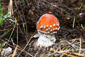 Poisonous mushroom fly agaric in the forest on the ground with a ladybug on it. Amanita in the forest, with a red hat and white spots on it.