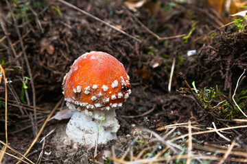 Poisonous mushroom fly agaric in the forest on the ground with a ladybug on it. Amanita in the forest, with a red hat and white spots on it.