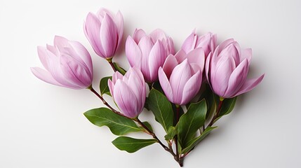 Pink Magnolia Flower Isolated On White, Background, High Quality Photo, Hd