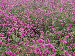 Firework Flower Field, Wang Nam Khiao, Nakhon Ratchasima, 3 December 2023