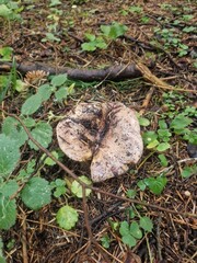 Large Lactarius resimus mushroom in the forest on the shore of a black lake in Montenegro