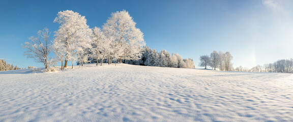 Incredible winter landscape with snowcapped trees under bright sunny light in frosty morning....