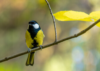A bird tit sits on a tree branch in close-up.
