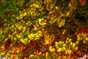 Yellow and red autumn leaves on a tree branch on a sunny day.