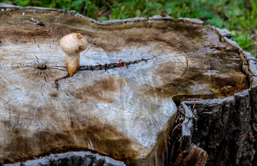 The mushroom grew in the crevice of an old tree stump.