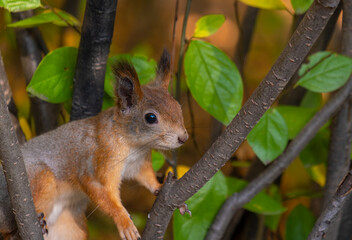 A squirrel is sitting on a tree in the forest on a summer day in close-up.