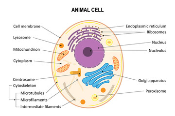Animal cell. Diagram. Animal cell organelles. - obrazy, fototapety, plakaty