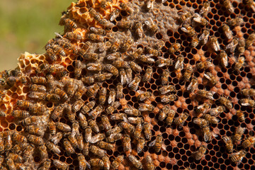 Working bees in a hive on honeycomb. Bees inside hive with sealed and open cells for their young..