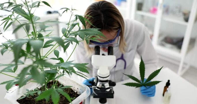 Scientist chemist looking through microscope on background of marijuana plant in lab. Hemp based cosmetics production concept