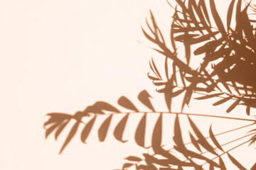 Background with color of the year -2024. Trendy color peach fuzz. Shadows of palm tree branches