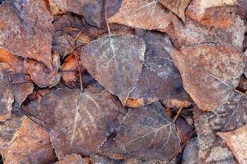 Canadian poplar, dry and fallen leaves on the ground in autumn. Populus canadensis.