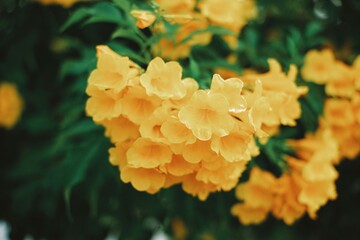 Trumpet Flower on the tree branch. Bush of Yellow elder. Trumpetbush.