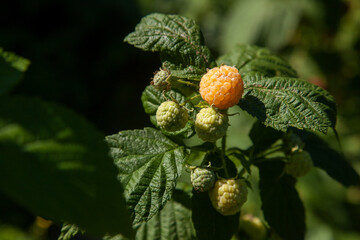 Branch with yellow raspberry in sunlight. Growing natural bush of raspberry. .