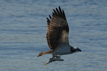 osprey is hunting a fish