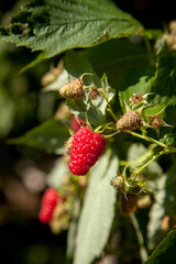 Ripe and unripe raspberry in the fruit garden. Growing natural bush of raspberry. Branch of raspberry in sunlight.