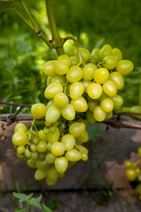 Bunch of green grapes in the garden.