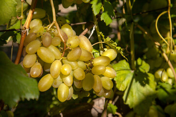 Bunch of green grapes in the garden.
