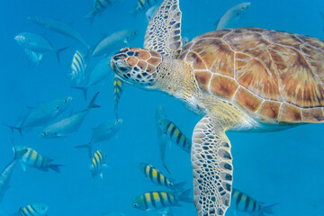 Obraz premium Underwater view of Green Sea Turtle (Chelonia mydas) swimming in blue sea in Barbados