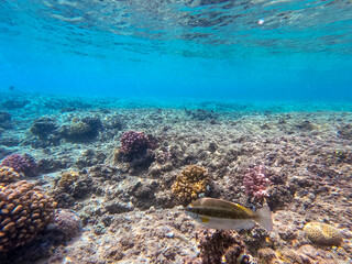 Tropical fish swimming at the coral reef in the Red Sea, Egypt..