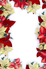 Christmas decoration. Flowers of white yellow and red poinsettia, branch christmas tree, berries mistletoe, red berries on white background with space for text. Top view, flat lay