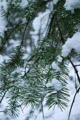 Winter pine tree forest deeply covered with snow