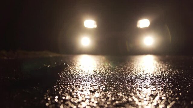 toad on the street at night