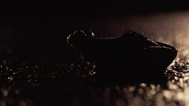 toad on the street at night