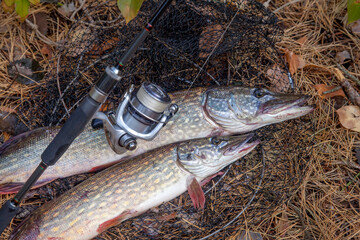 Freshwater pike fish. Two Freshwater pikes fish lies on keep net and fishing rod with reel..